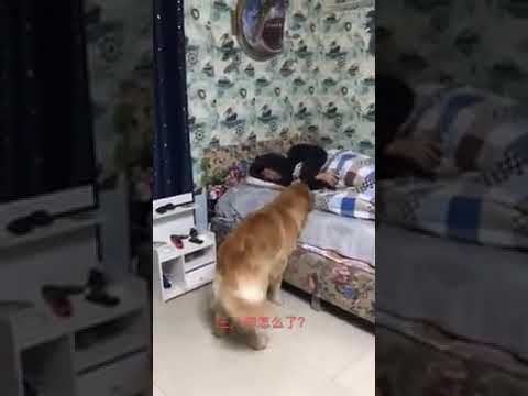 Frozen VS benladin(6)