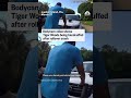 Bodycam video shows Tiger Woods being handcuffed after rollover crash - Video