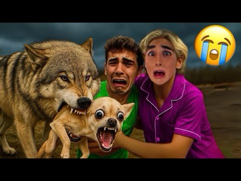 A FEROCIOUS WOLF ATTACKED HOPE!!! 😭💔
