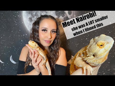 Setting up the ENCLOSURE for my new BEARDED DRAGON!