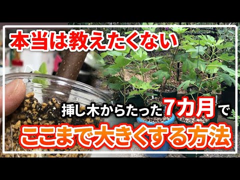 イチジクで気根を育てるにはどうすればよいですか？なぜ彼らは現れるのでしょうか？試してみたい4つの方法  庭園