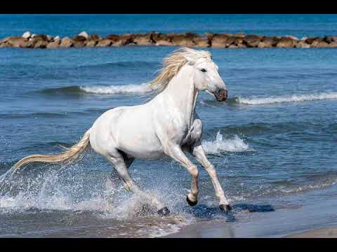 TO'ANGA SETI (FUA'AMOTU) TAUFETULI