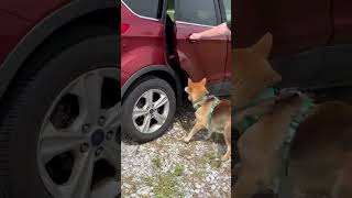 Video preview image #1 Shiba Inu-Siberian Husky Mix Puppy For Sale in Germantown, OH, USA