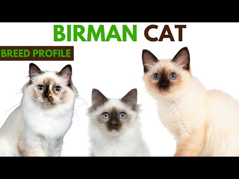 Birman Cat Breed Profile History - Traits - Price - Birman Cat Grooming Needs - Lifespan