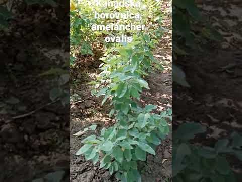 Kanadska borovnica, (Amelancher ovalis)