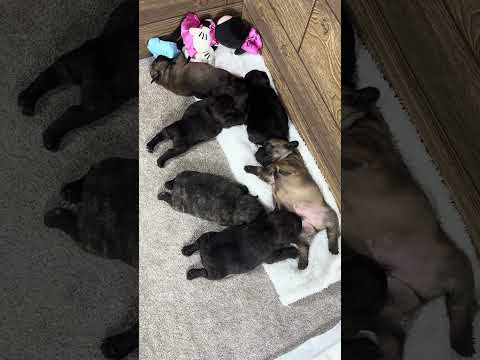 Video 5