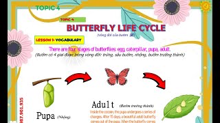 Topic 4 - Butterfly Life Cycle - Phonics 3A