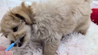 ハーフ犬の動画01