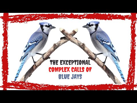 15 Minutes Blue Jay Call/Song/Sound [Exceptional]