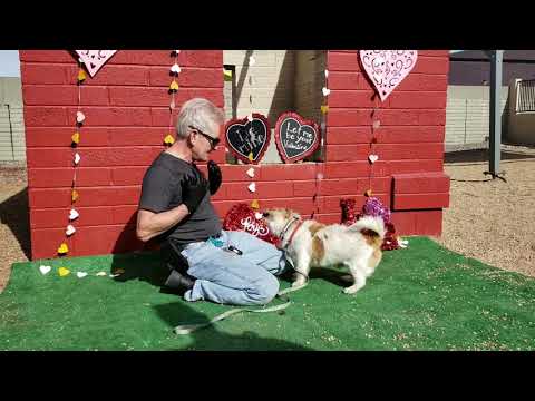 FOZZIE B, an adopted Cairn Terrier Mix in Phoenix, AZ_image-1