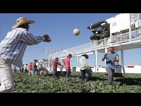 Pecos Fresh | Texas Cantalopes