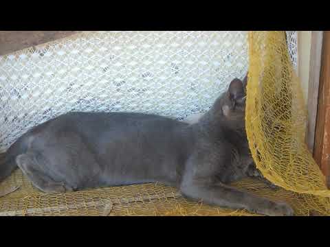 Gato cançado 😻kk