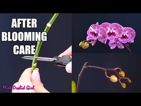 , title : 'Orchid Care for Beginners - What to do after Phalaenopsis blooms fall? Cutting spike & aftercare'