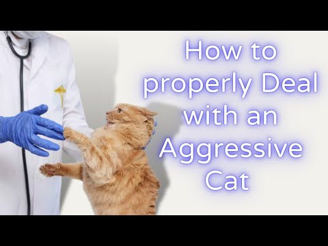 Tips for Dealing with an Aggressive Cat behavior 2022