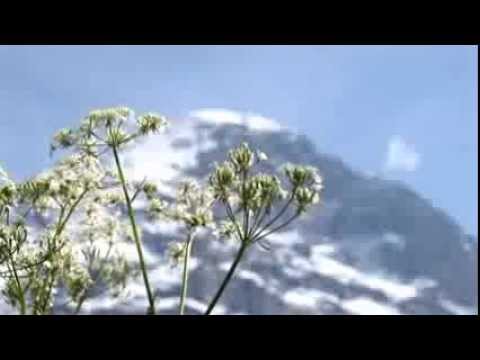 Grindelwald im Sommer