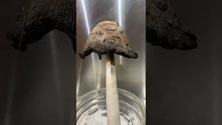 Download lagu Time Lapse of Shaggy Mane Ink Cap Melting Into Black Goo (Deliquescence) mp3 Download lagu Time Lapse of Shaggy Mane Ink Cap Melting Into Black Goo (Deliquescence) mp3