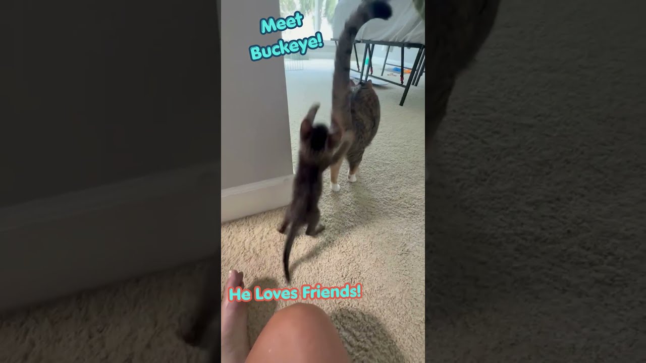 Enlarge Buckeye, a Adoptable American Shorthair in Hilton Head Island, SC video 4/4