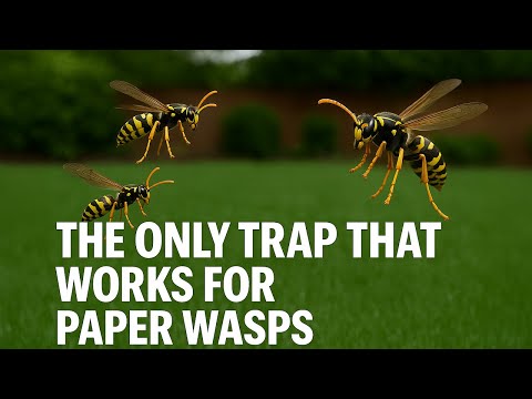 How to Get Rid of European Paper Wasps (Yellow Jacket Traps DON'T Work!) - Rescue Trapstick Review