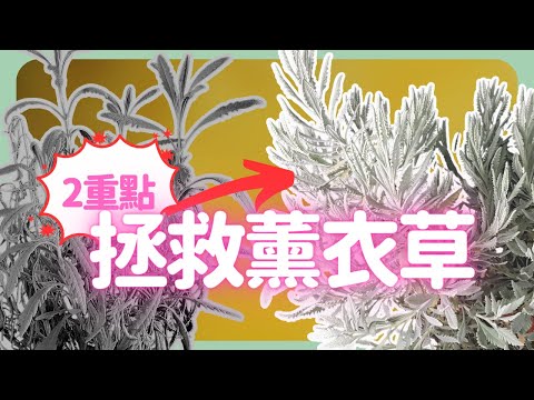 羽葉薰衣草枯萎