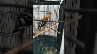 Download lagu Paruh super panjang - Burung Hud Hud mp3 Download lagu Paruh super panjang - Burung Hud Hud mp3