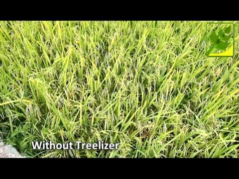 Treelizer Organic Fertilizer field comparison thumbnail