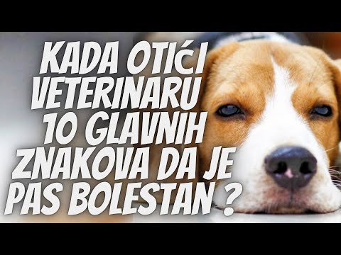TOP 5 Znakova da je Vaš Pas Bolestan i da Treba Posetiti Veterinara