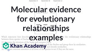Molecular evidence for evolutionary relationships examples | High school biology | Khan Academy
