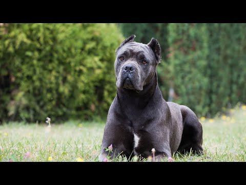 flufina and papposhi boarding dogs and cats