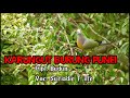 Karungut Kalimantan Tengah Burung Punei