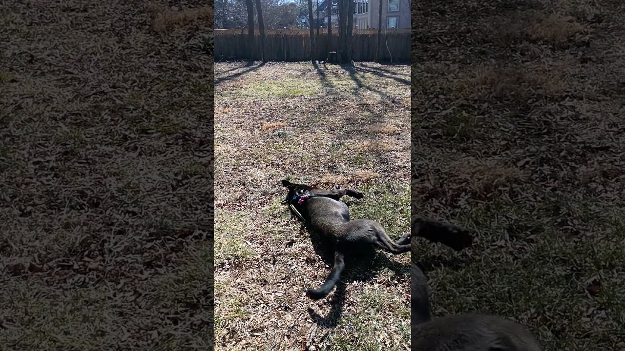 Enlarge Bella, a Adoptable mixed breed in Washington, DC video 6/6