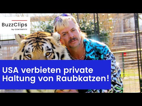 Wie "Tiger King": USA verbieten private Haltung von Raubkatzen!