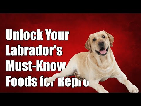 Unlock Your Labrador's Potential: Must-Know Foods for Reproductive Health!