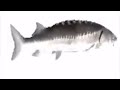  funky town low quality fish