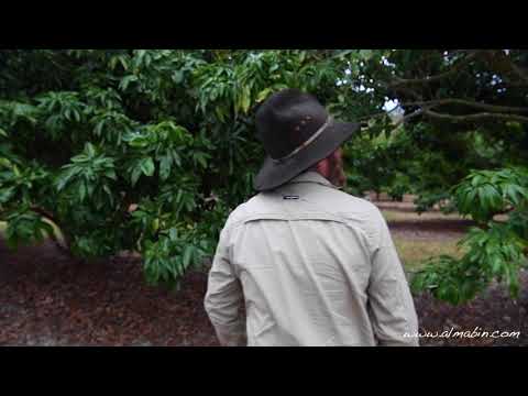 Mareeba Landmark, produce clients