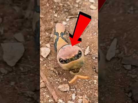 5 seltene POKEMON im echten Leben 😱