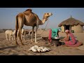 Desert Village Life In Rajasthan Cooking Camel Care In The Thar Desert