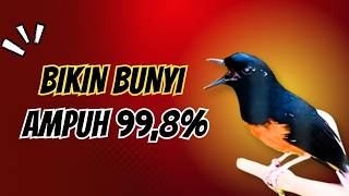 Download lagu Pancingan Murai Batu Agar Bunyi Ngeplong Gacor Ampuh Memanggil Lawan mp3