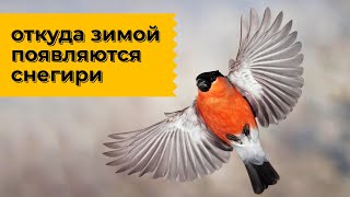 Почему мы видим снегирей только зимой? Наталья Носова