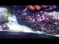 SEA LIFE Hannover HD
