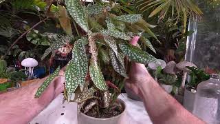 Potting Pruning and Propagating Begonia