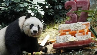 HK giant panda Jia Jia breaks two world records for old age