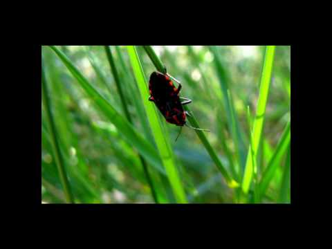 Wild Flowers from Englouví of Lefkada - 2010