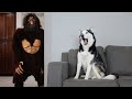 Husky Pranked By Scary Big Foot