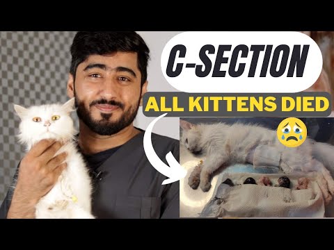 Life Saving -- Cat C-Section || Cat care tips before delivery || Animalia Dot Pk
