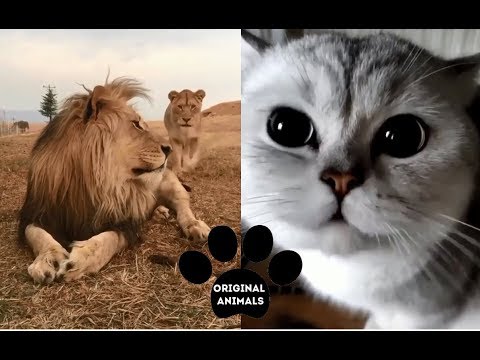 Original Animals #3. CUTE AND FUNNY ANIMALS VIDEO/ МИЛЫЕ И СМЕШНЫЕ ЖИВОТНЫЕ.