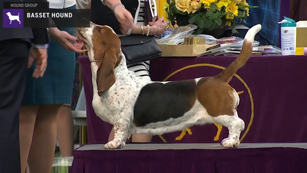 The 3 Best Documentaries And Videos About Basset Hounds The 3 Best Documentaries And Videos About Basset Hounds