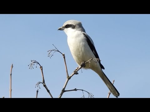Strakoš veľký — alarm shek-shek-shek a twittering pieseň