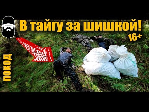 В СИБИРСКУЮ ТАЙГУ ЗА ШИШКОЙ! / Тайга Сибири / Кедровая шишка / Как собирать шишку?