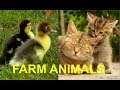 FOR KIDS Baby Animals On The Farm With Their Natural Sounds Cute Foals Chicks Calfs Piglets