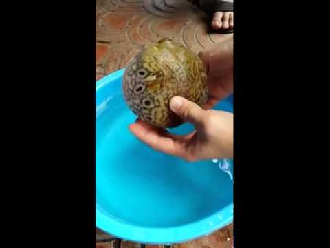 趣玩 雞泡魚
